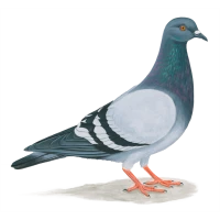 WEBP