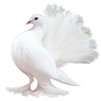 WEBP