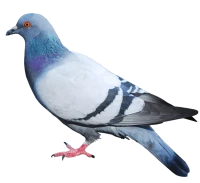 WEBP