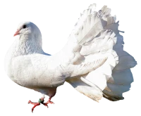 WEBP