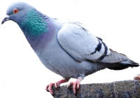 WEBP