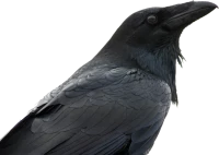 WEBP