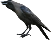 WEBP