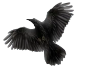 WEBP