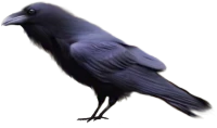 WEBP