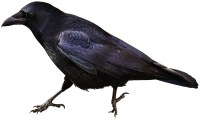 WEBP