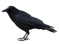 WEBP