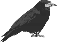 WEBP
