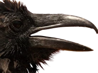 WEBP