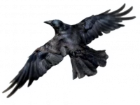 WEBP