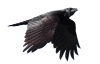 WEBP