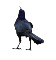 WEBP