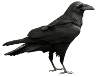 WEBP