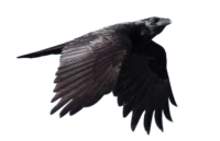 WEBP