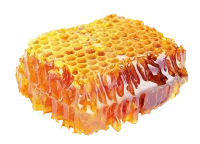 WEBP