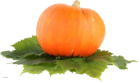 WEBP