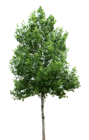 WEBP