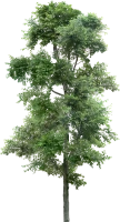 WEBP