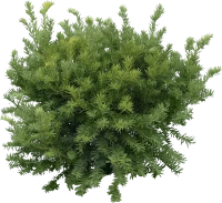 WEBP