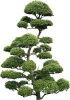 WEBP
