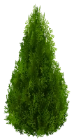 WEBP