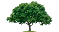 WEBP