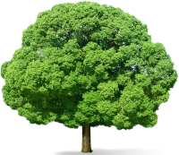 WEBP
