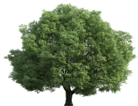 WEBP