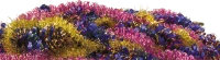 WEBP