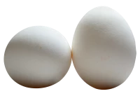 WEBP