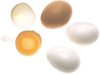 WEBP