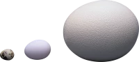 WEBP