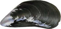 WEBP