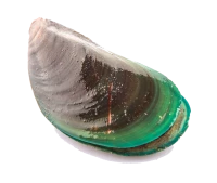 WEBP