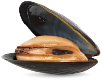 WEBP