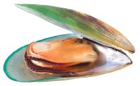 WEBP