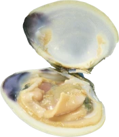 WEBP