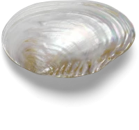 WEBP