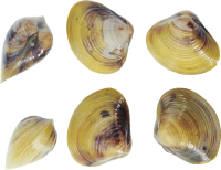 WEBP