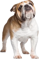 WEBP