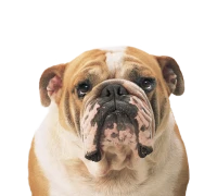 WEBP
