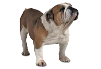 WEBP