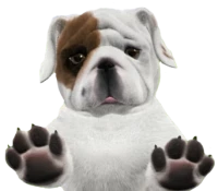 WEBP