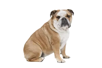 WEBP