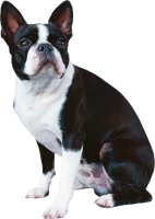 WEBP