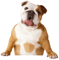 WEBP