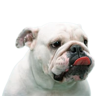 WEBP