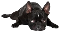 WEBP