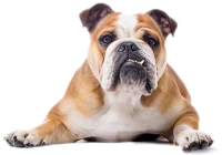 WEBP