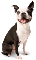 WEBP